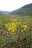Steppen-Wolfsmilch (Euphorbia segueriana) (c) Bruno Gilgen