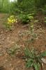 Brunnenkressenblättrige Rampe (Erucastrum nasturtiifolium) (c) Bruno Gilgen