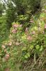 Rundblättrige Hauhechel (Ononis rotundifolia) (c) Bruno Gilgen