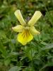 Gelbes Alpen-Stiefmütterchen (Viola lutea) (c) Barbara Studer