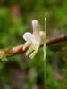 Widerbart (Epipogium aphyllum) (c) Barbara Studer
