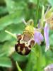 Jubiläumsanlass 100 Jahre BBG, Exkursion am Aargauerstalden, Ophrys apifera (c) Beat Fischer