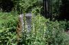 Gelber Fingerhut (Digitalis lutea), Vallorbe (c) Bruno Gilgen