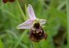 Hummel-Ragwurz (Ophrys holosericea) (c) M. Bendel