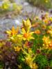 Bewimperter Steinbrech (Saxifraga aizoides) (c) M. Bendel