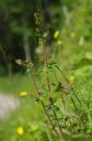 Hypericum pulchrum (c) Sonja Rindlisbacher