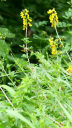 Schwarzwerdender Geissklee (Cytisus nigricans) mit den dreiteiligen Blättern, dem traubigen Blütenstand und den teilweise schon schwarzwerdenden gelben Blüten (c) Hans Christian Rufener
