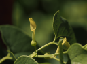 Echte Osterluzei (Aristolochia clematitis) (c) Christoph Käsermann