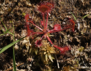 Drosera rotundifolia - Rundblättriger Sonnentau (c) Bruno Gilgen
