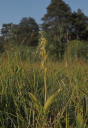 Zwiebelorchis (Liparis loeselii) (c) Christoph Käsermann