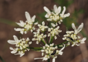 Strahlendolde (Orlaya grandiflora) (c) Christoph Käsermann