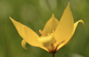 Weinberg-Tulpe (Tulipa sylvestris) (c) Christoph Käsermann